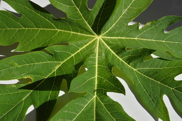 Green and shiny papaya leaves