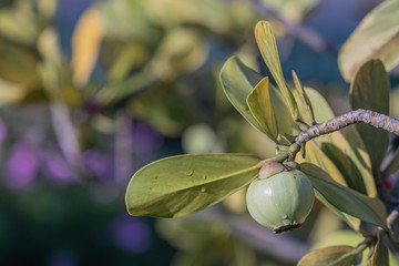 Close up Balsam apple or Autograph tree plant.(Clusia rosea)