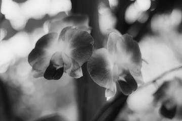 Beautiful orchids on the tree with bokeh. Artistic black and white scene