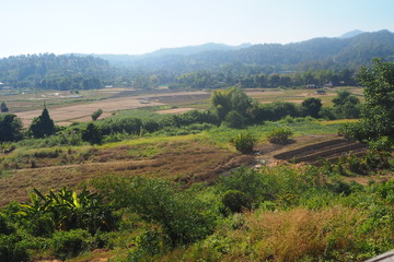 Fototapeta na wymiar Winter rice field view