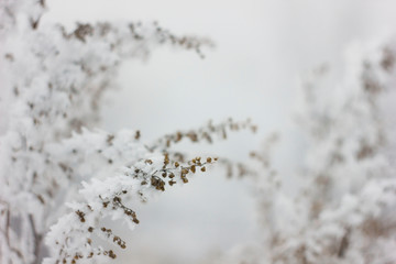 crystal winter