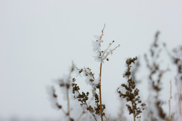 branch of tree in winter