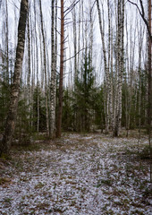 Winter forest in cenral Russia