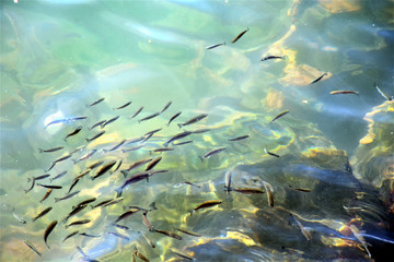 Fototapeta na wymiar shoal of fish