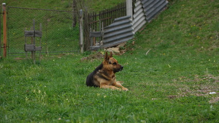 dog in park