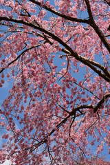 ピンク色の枝垂れ桜と青空です