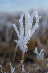 frost on branches