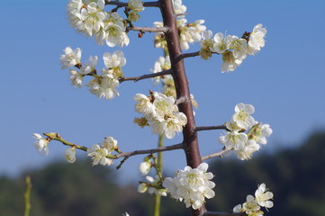 white flowers cherry tree blossom in spring
