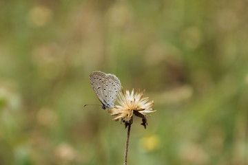 butterfly sitting on a flower