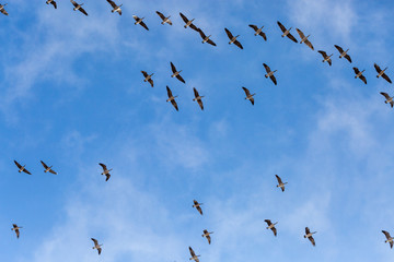 flock of birds flying in the blue sky