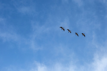 snow geese in flight 
