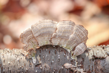 Close-up of violet-toothed polypore (Trichaptum biforme) mushroom