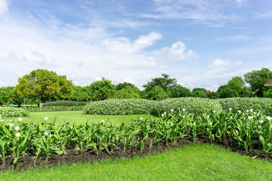 Greenery garden with geometric shape of bush and shrub, decoration flowering plant blooming on green grass lawn, trees on background under clouds blue sky, in a good care landscapes of public park