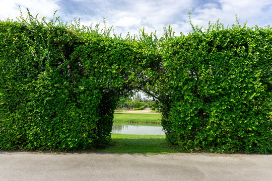 Green wall of the Tooth brush tree on smooth green grass lawn beside a lake and group of trees under clear blue sky in a good maintenance of a park