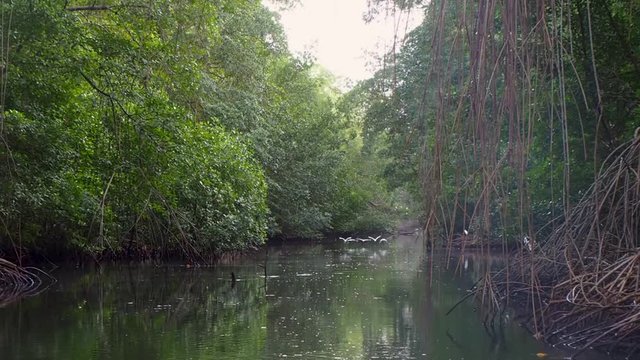 Views of birds riding on a river boat at Caroni Bird Sanctuary on the island of Trinidad.