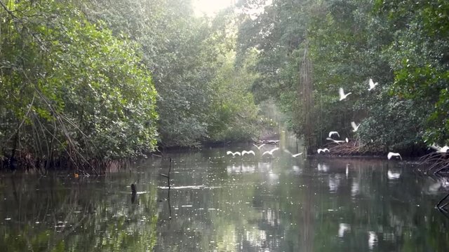 Views of birds riding on a river boat at Caroni Bird Sanctuary on the island of Trinidad.