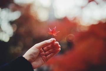 Japanese autumn leaves