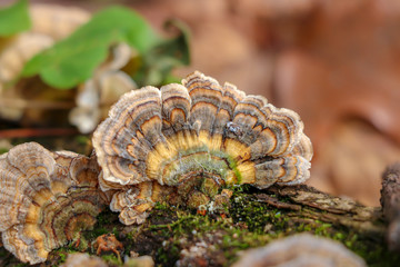 Brown turkey tail (Trametes versicolor) mushroom with a yellow stripe