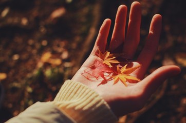 紅葉を持つ手元