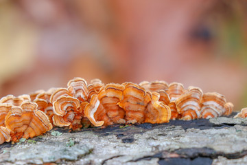 Bright orange crowded parchment (Stereum complicatum) fungus
