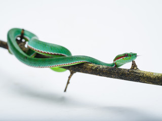Male Pope's Pit Viper (Trimeresurus popeorum)