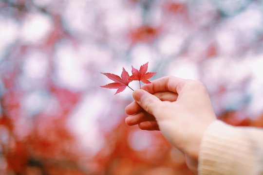 Japanese autumn leaves