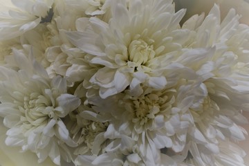 closeup of white flowers