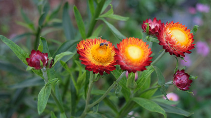 Everlasting flowers Red, orange, forever, with yellow in the middle, is blooming beautifully