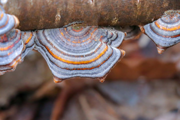 Close up of a blue and orange turkey tail mushroom (Trametes veriscolor)