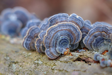 Close up of a blue turkey tail mushroom (Trametes versicolor)