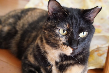 床に寝ているサビ猫