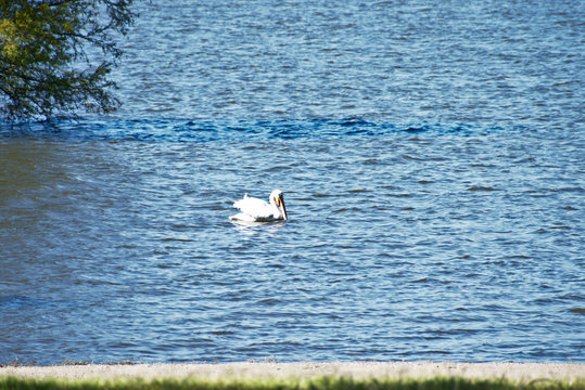 Bird on Lake