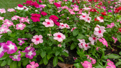 Obraz premium Field of pretty petite pink, white and red petals of Cape Periwinkle blooming on green leaves, small bud in a park, know as Bright eye, Indian and Madagascar Periwinkle, Pinkle-pinkle plant