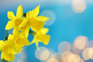 Fototapeta na wymiar daffodils bouquet on a bright blue background with yellow bokeh. The first spring flowers. Yellow-blue floral spring background.