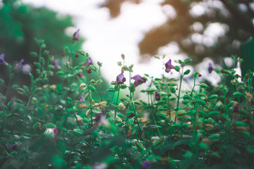 Bluewing is a flowering annaul plant, known as Wishbone flower or Torenia, white color, violet and purple petals blooming on green leaves