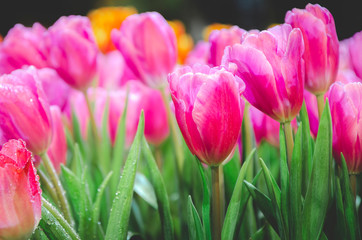 Closeup of pink tulips in Chiang Rai Flower Festival, Northern Thailand.