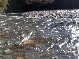 crocodile in the water