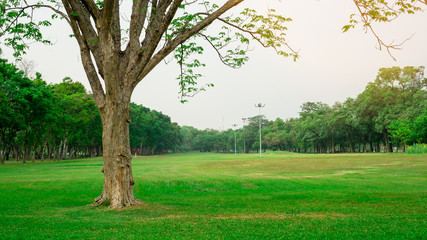 Big tree on fresh green grass smooth large lawn yard, greenery trees on background, good maintenance lanscapes in a public park garden under cloudy sky