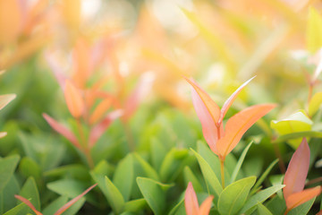 Blurry leaf background, Fresh green and red young leaves and small buds of Australian brush cherry plant in the garden for landscaping design, Know as Creek pilly, Creek satinash