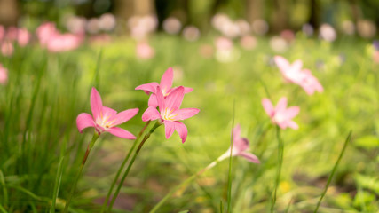 Beautiful little pink Rain lily petals on fresh green leaf, pretty tiny vivid corolla blooming under morning sunlight, petite groundcover plant for landscape design, know as Rainflower