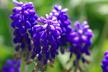 blue muscari flowers in spring garden