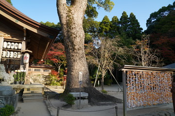 竈神社　紅葉　太宰府市