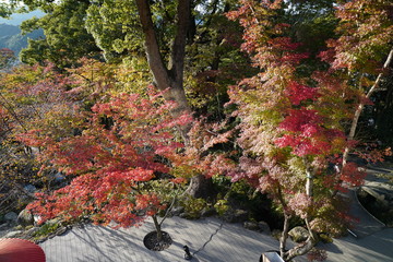 竈神社　紅葉　太宰府市