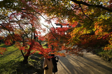 竈神社　紅葉　太宰府市