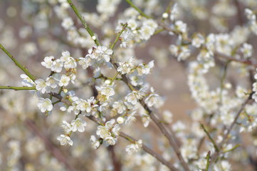 Fototapeta premium blooming cherry tree in spring