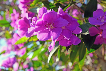 Fototapeta premium Beautiful flowering Tibouchina trees in sunset light in Centennial Park, Sydney, Australia
