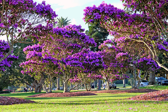 Beautiful flowering Tibouchina trees in sunset light in Centennial Park, Sydney, Australia