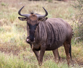 wildebeest in south africa