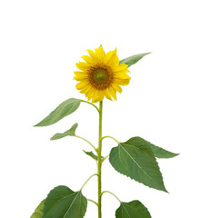 Yellow petals of Sunflower blooming on stem and green leaves isolated on white background, die cut with clipping path