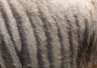 texture of fur